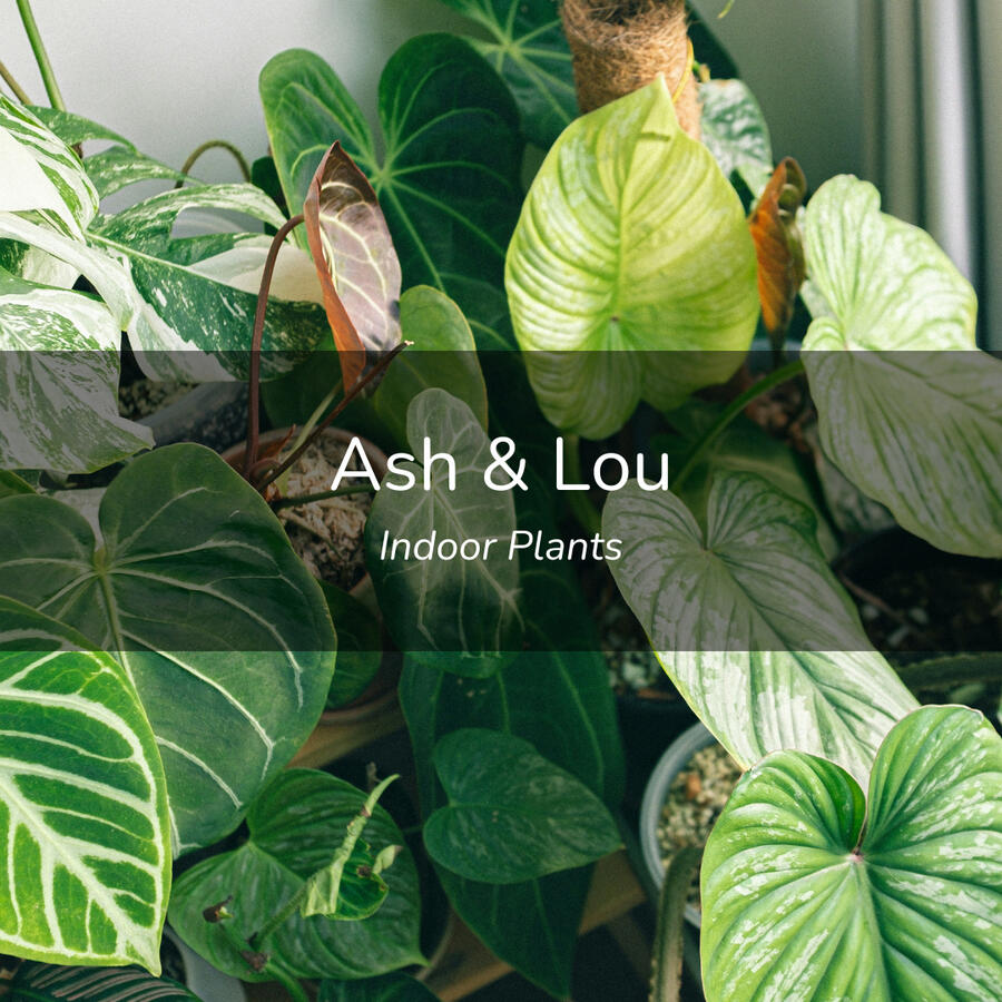 Ash & Lou's Plants Ash & Lou's Plants