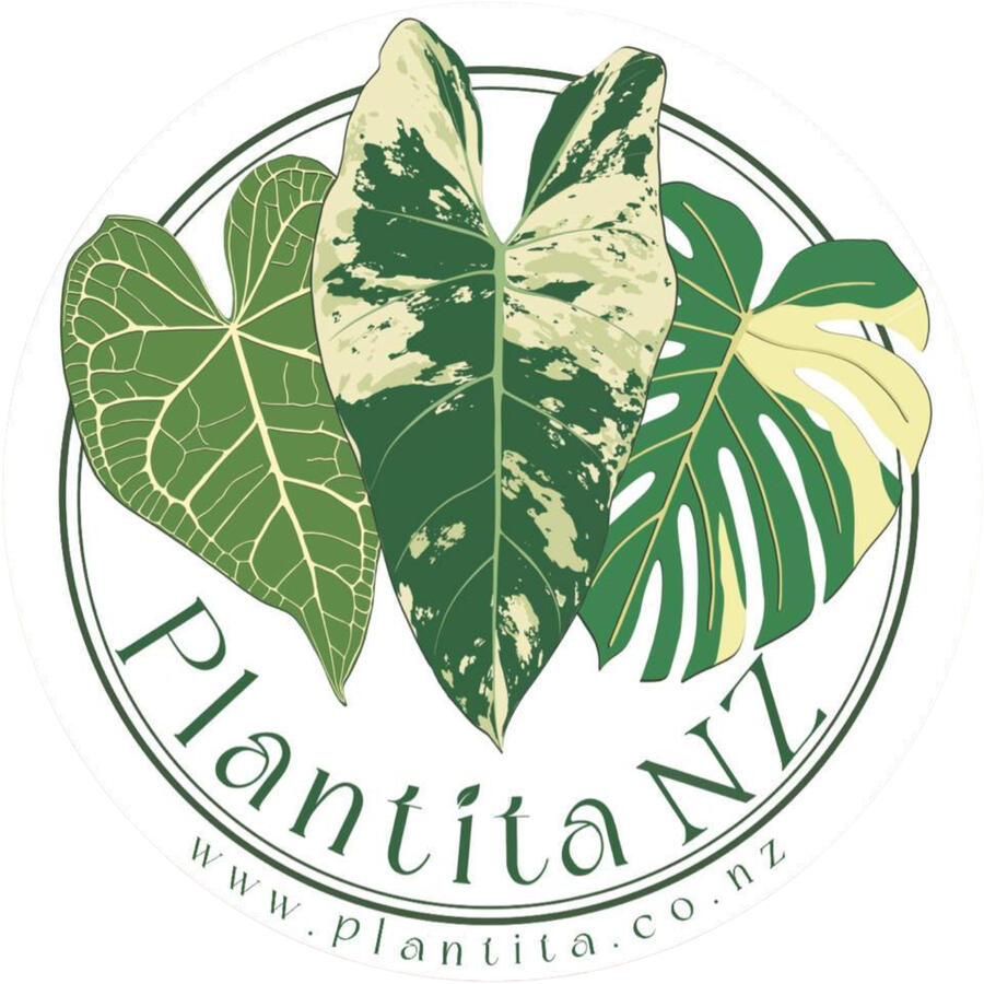 Plantita Plantita