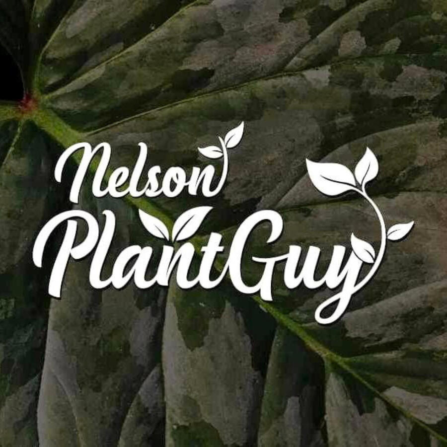 Nelson Plant Guy Nelson Plant Guy