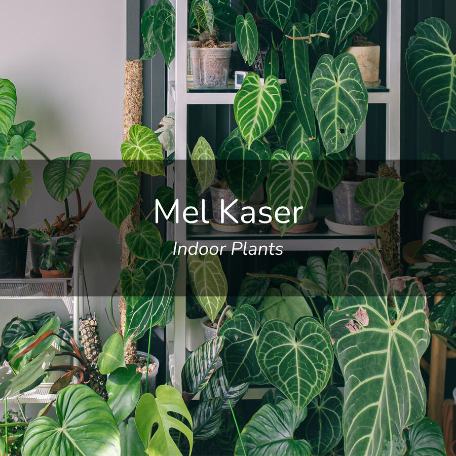 Mel Kaser Mel Kaser